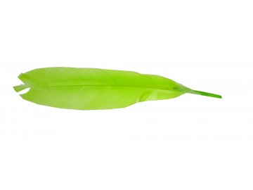 Pióra gęsie LIMONKA ZIELONE...