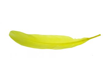 Pióra gęsie ŻÓŁTY cena za 1...