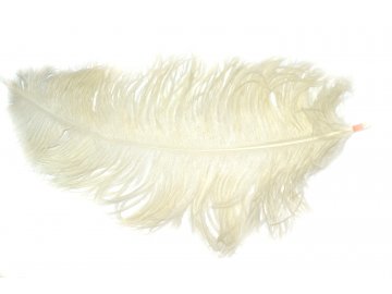 Pióra strusia 50cm ECRU...