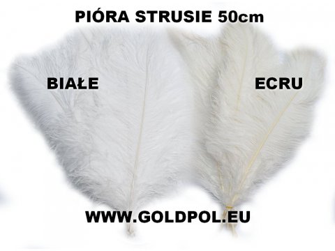 Pióra strusia 50cm ECRU KREM cena za 1szt piórka strusie oryginalne strus piora najlepsza jakość i puszystość GOLD-POL