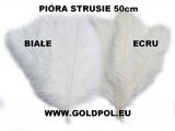 Pióra strusia 50cm ECRU KREM cena za 1szt piórka strusie oryginalne strus piora najlepsza jakość i puszystość GOLD-POL