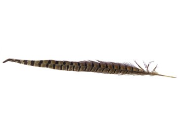 Pióra bażanta 30cm-40cm...
