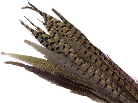 Pióra bażanta 30cm-40cm NATURALNE cena za 10szt bażant piórka oryginalne sterówki sklep z piórami w Warszawie