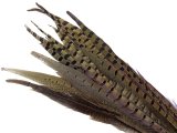 Pióra bażanta 30cm-40cm NATURALNE cena za 10szt bażant piórka oryginalne sterówki sklep z piórami w Warszawie