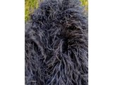 Szal boa 10ply BLACK LADY pióra strusie 1szt/1,8m 10 ply z piór strusia najlepsza jakość na rynku Goldpol Warszawa