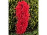 Szal boa Czerwony 6 ply elegancki pióra strusie 1szt/ 1,8m 6ply 6 warstw piór strusia najlepsza jakość  importer Gold-Pol