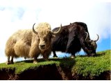 LAQUE 15 BRĄZ CZEKOLADA MELANGE 50g 200m Rosarios4 100% wełna merino i z jaka hurtownia z włóczkami w Warszawie