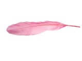 Pióra gęsie RÓŻ PASTEL cena za HURT opk 250g około 600-700 szt piórka lotki sztywne luzem do ozdabiania sklep warszawa