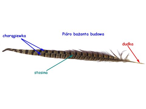 Pióra bażanta 30cm-40cm NATURALNE cena za HURT 50szt bażant piórka oryginalne sterówki sklep z piórami w Warszawie