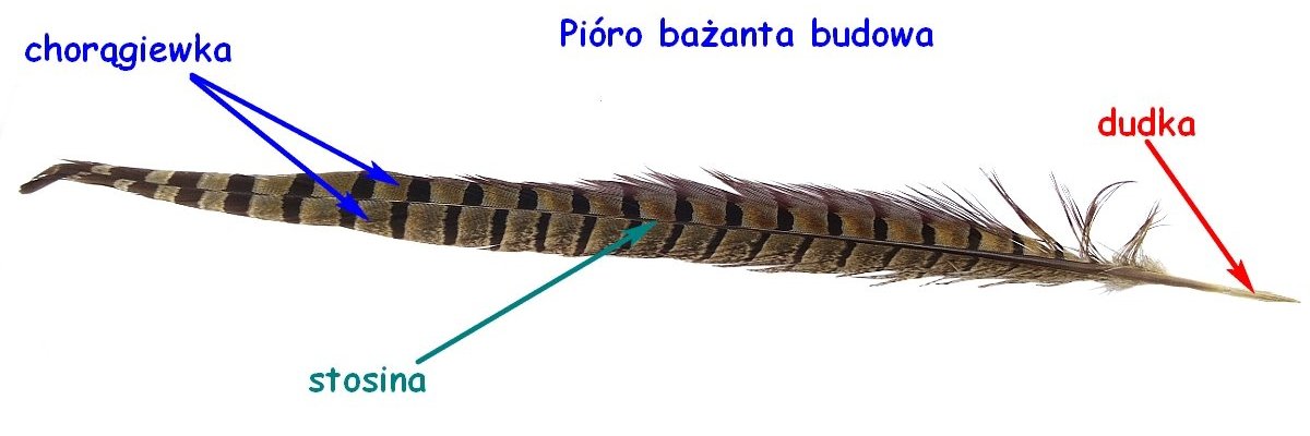 Pióra bażanta